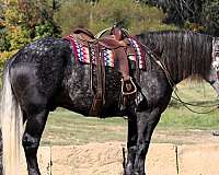 all-around-draft-horse