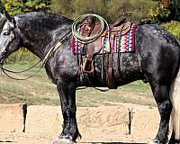 grey-dappled-horse