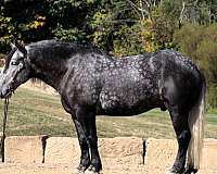 athletic-draft-horse