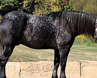 beginner-draft-horse