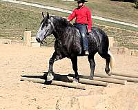 dappled-draft-horse