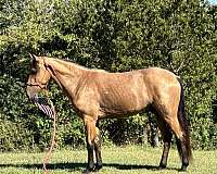 trail-horse-tennessee-walking