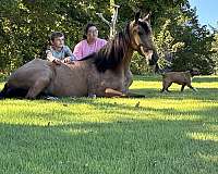 family-horse-tennessee-walking