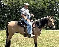 gentle-horse-tennessee-walking