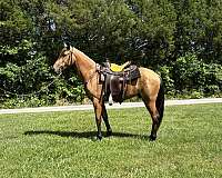 my-horse-connection-tennessee-walking