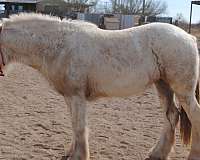 sooty-palomino-gypsy-vanner-horse