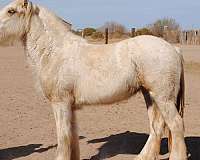 badger-gypsy-vanner-horse