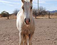 badger-face-gypsy-vanner-horse