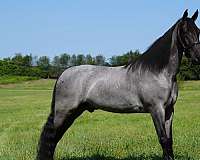 trail-horse-tennessee-walking