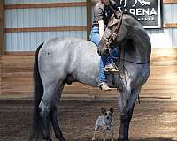 family-horse-tennessee-walking