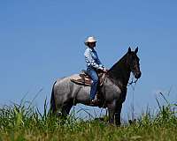 gentle-horse-tennessee-walking