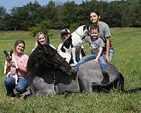 gun-safe-horse-tennessee-walking