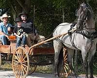 western-horse-tennessee-walking