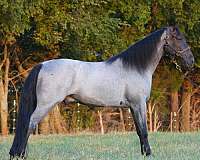 western-dressage-horse-tennessee-walking