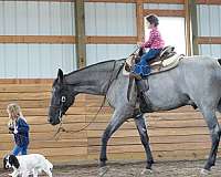 trail-horse-for-sale-tennessee-walking