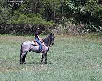 traffic-safe-horse-tennessee-walking