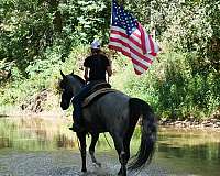 online-horse-sales-tennessee-walking