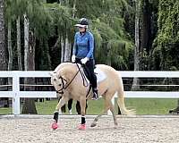 palomino-western-dressage-pony