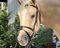 beautiful-palomino-quarter-pony