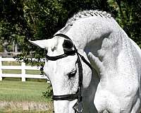 hanoverian-horse-for-sale