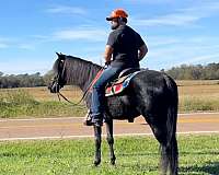 all-around-rocky-mountain-horse