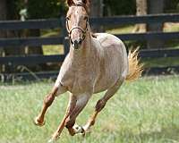 all-around-rocky-mountain-horse