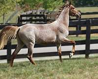 amber-rocky-mountain-horse