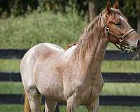 dental-rocky-mountain-horse