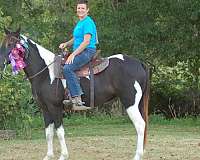 spotted-saddle-horse-for-sale