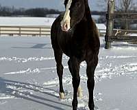 black-blaze-2-white-rear-socks-horse