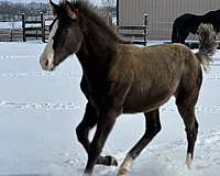 baby-rocky-mountain-horse