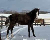 blaze-rocky-mountain-horse