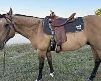 buckskin-quarter-horse-gelding