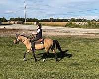 buckskin-quarter-horse-for-sale