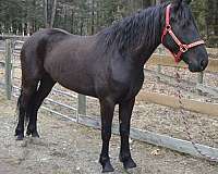 utd-friesian-horse