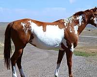 sorrel-overo-horse