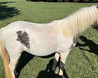 all-papers-miniature-horse