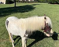 flowing-miniature-horse