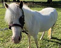 gypsy-miniature-horse