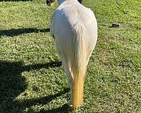 young-rider-miniature-horse