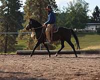 black-star-socks-horse