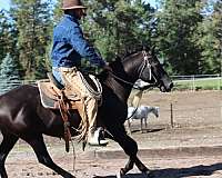 all-around-morgan-horse