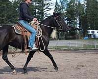 athletic-morgan-horse