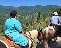 white-draft-pony-gelding