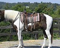 white-draft-pony-for-sale