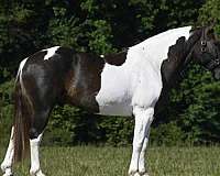 piebald-paint-gelding