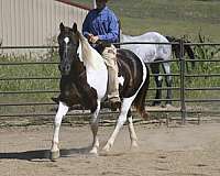 piebald-all-around-horse