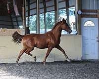 competition-morgan-horse