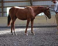 mini-morgan-horse