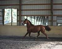 strong-morgan-horse